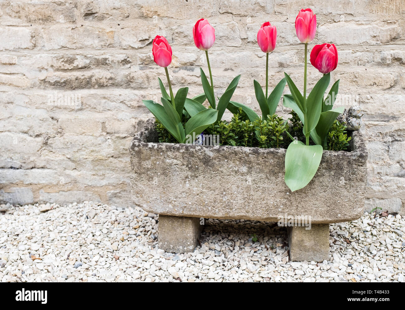 Pink tulips in a stone trough planter. Stock Photo
