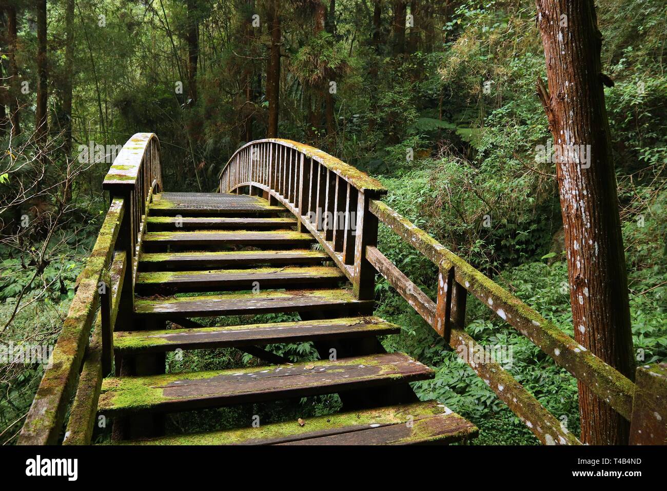 Alishan National Scenic Area In Taiwan Cypress And Cedar Trees Forest Trail In Fenqihu Also Known As Fenchihu Stock Photo Alamy
