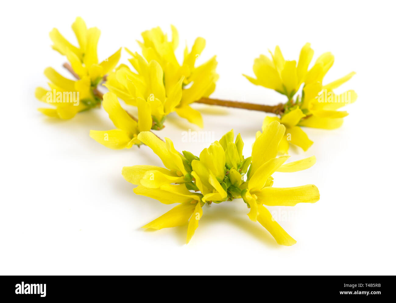 Forsythia is a genus of flowering plants in the olive family ...