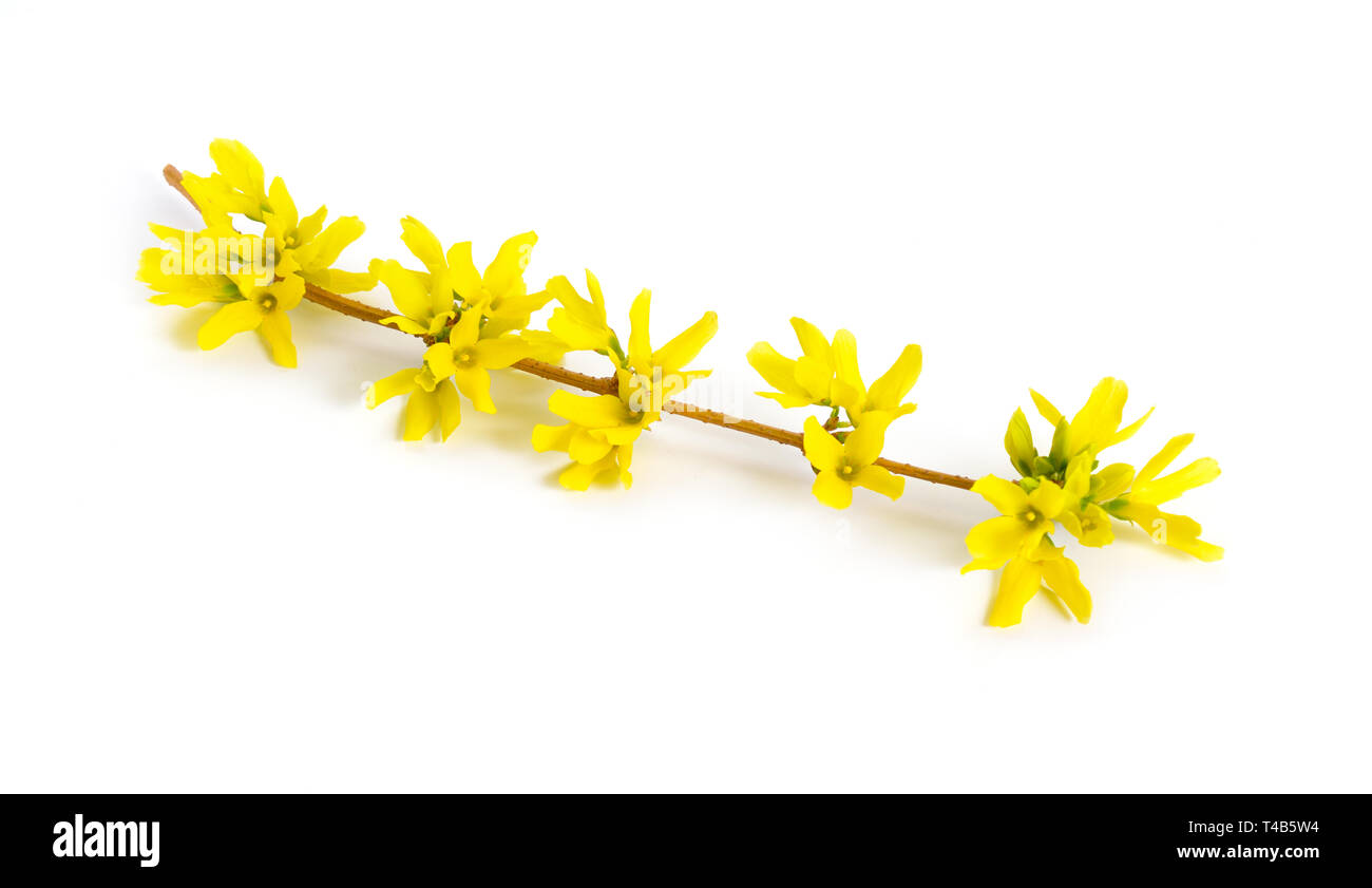 Forsythia is a genus of flowering plants in the olive family Oleaceae. Forsythia is also one of the plant's common names, along with Easter tree. Isol Stock Photo