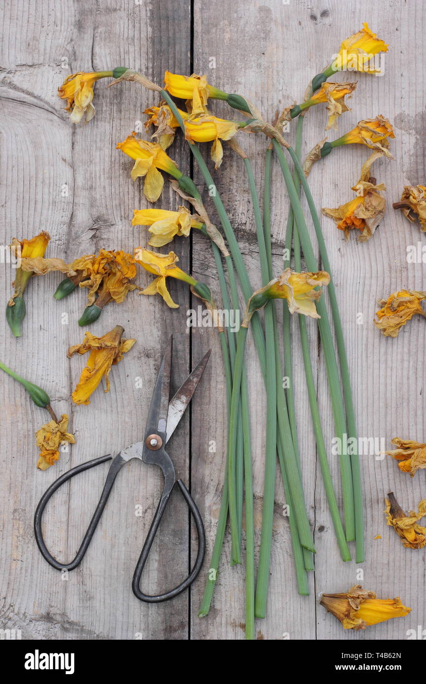 Narcissus. Daffodil flowerheads removed by deadheading to allow the plant to store energy for the following year's bloom - spring, UK Stock Photo