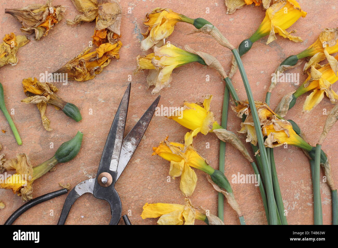 Narcissus. Daffodil flowerheads removed by deadheading to allow the plant to store energy for the following year's bloom - spring, UK Stock Photo