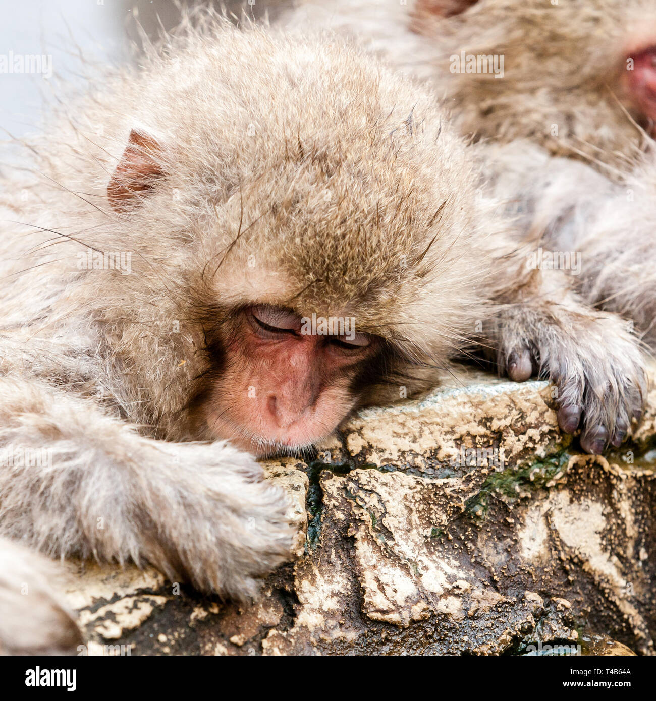 Cute Japanese macaque sleeping in a hot spring. Snow monkey (Macaca fuscata) from Jigokudani Monkey Park in Japan, Nagano Prefecture. Stock Photo