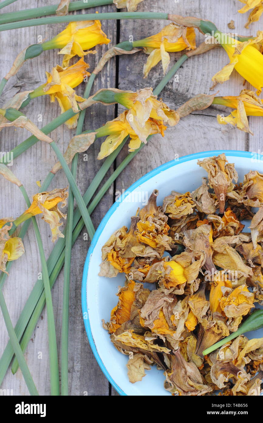 Narcissus. Daffodil flowerheads removed by deadheading to allow the