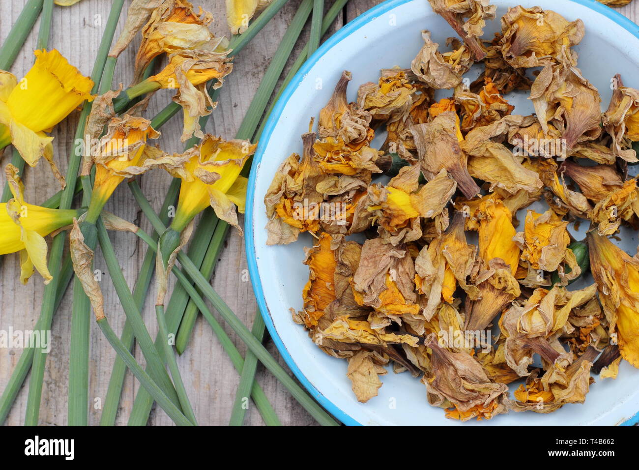 Deadhead daffodil hires stock photography and images Alamy