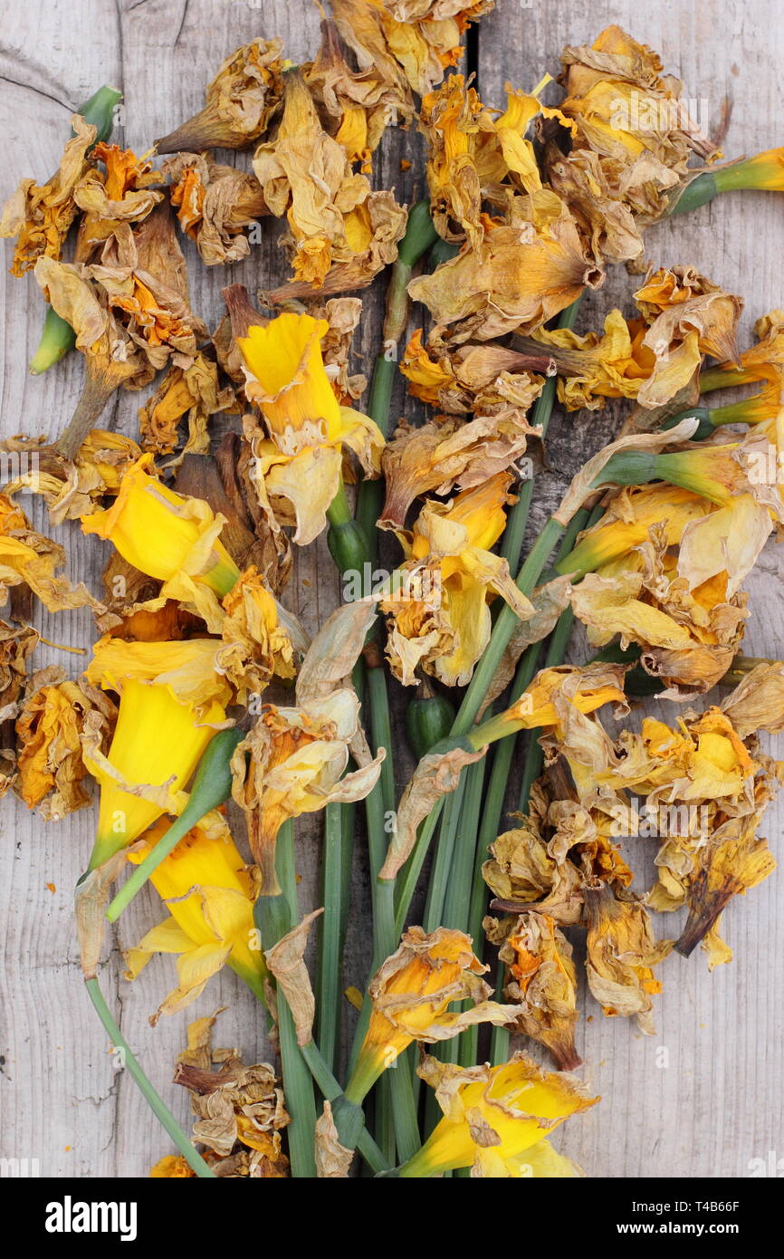 Deadhead flower hires stock photography and images Alamy