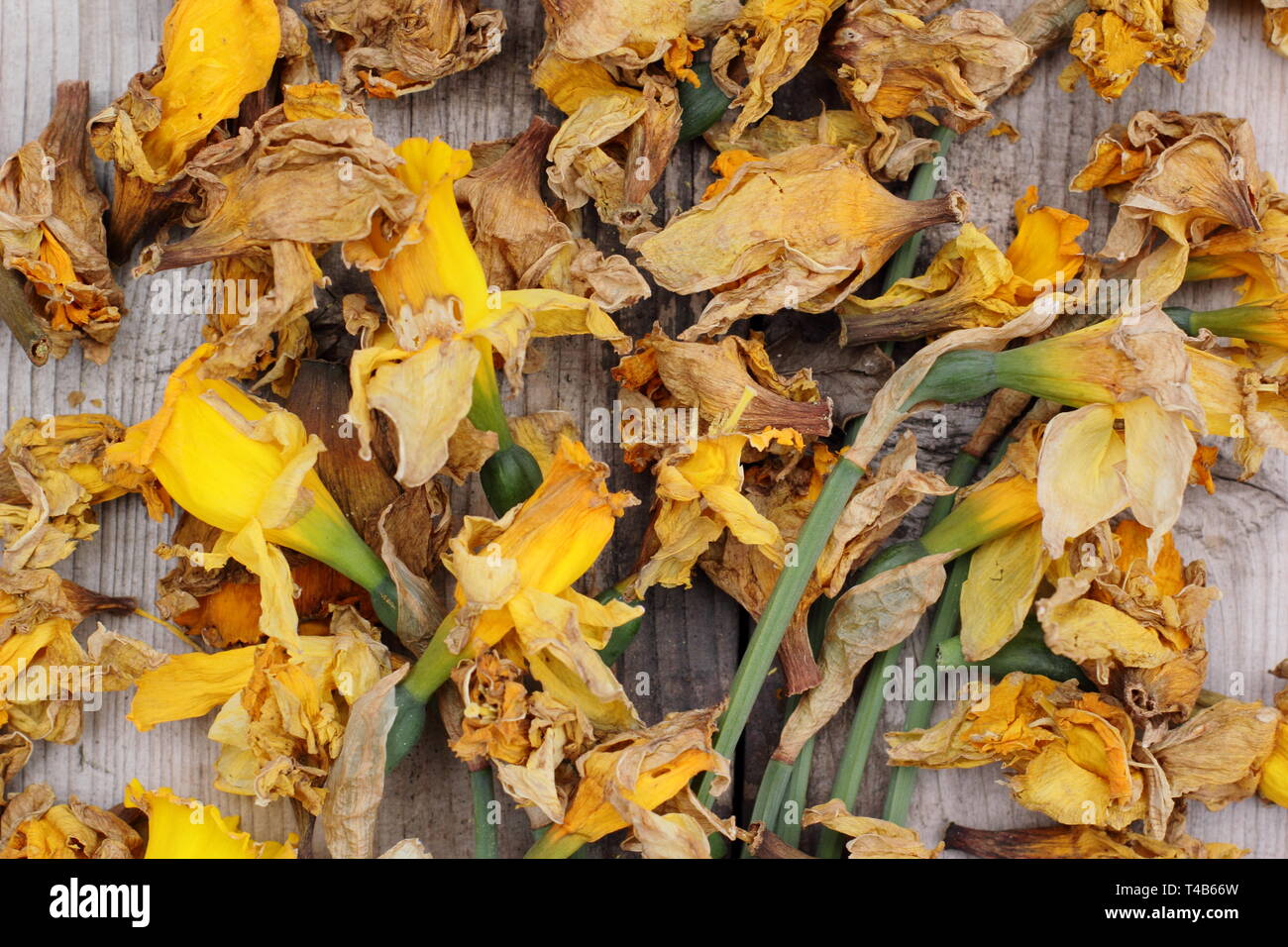 Narcissus. Daffodil flowerheads removed by deadheading to allow the plant to store energy for the following year's bloom - spring, UK Stock Photo