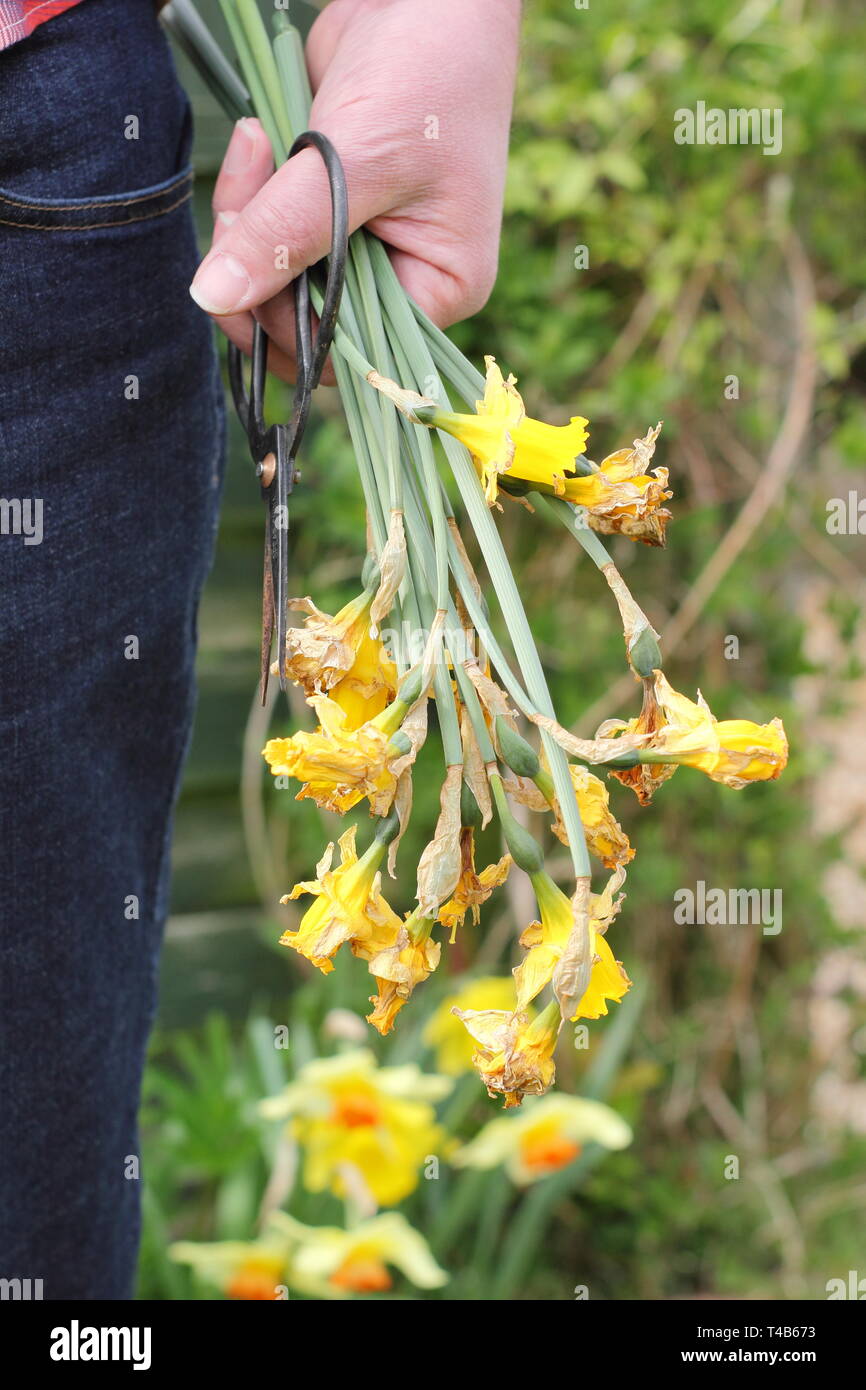 Narcissus. Spent daffodil flowerheads removed by deadheading - but leaving foliage intact - to allow the plant to store energy - spring, UK Stock Photo