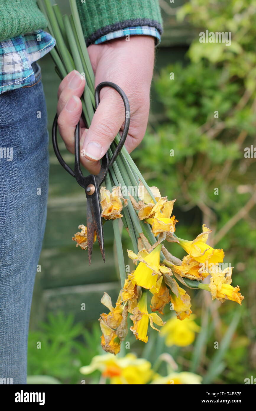Narcissus. Spent daffodil flowerheads removed by deadheading - but leaving foliage intact - to allow the plant to store energy - spring, UK Stock Photo