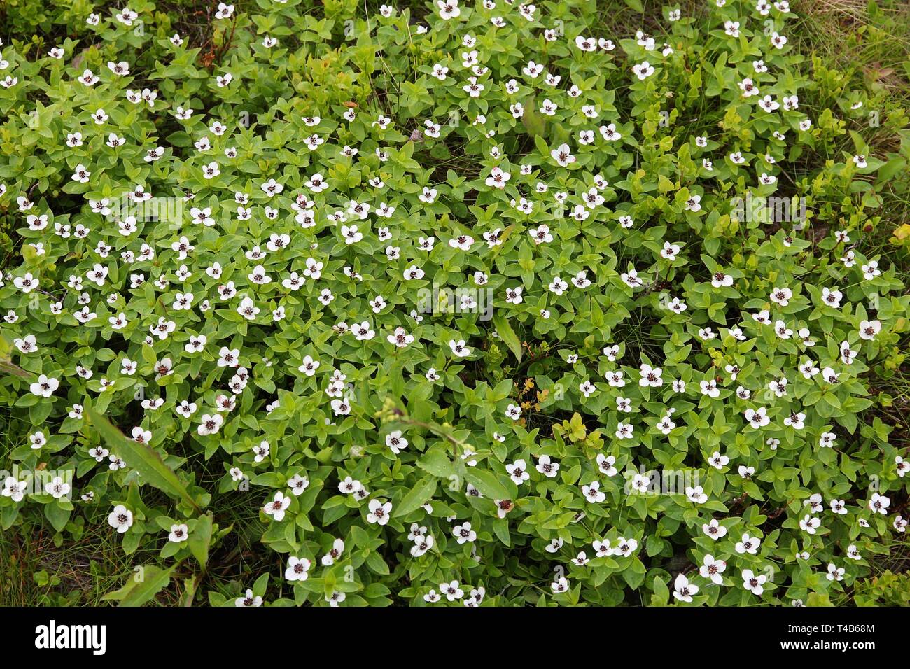 Bunchberry (Cornus suecica) plant in Norway. The other name is dwarf cornel. Stock Photo