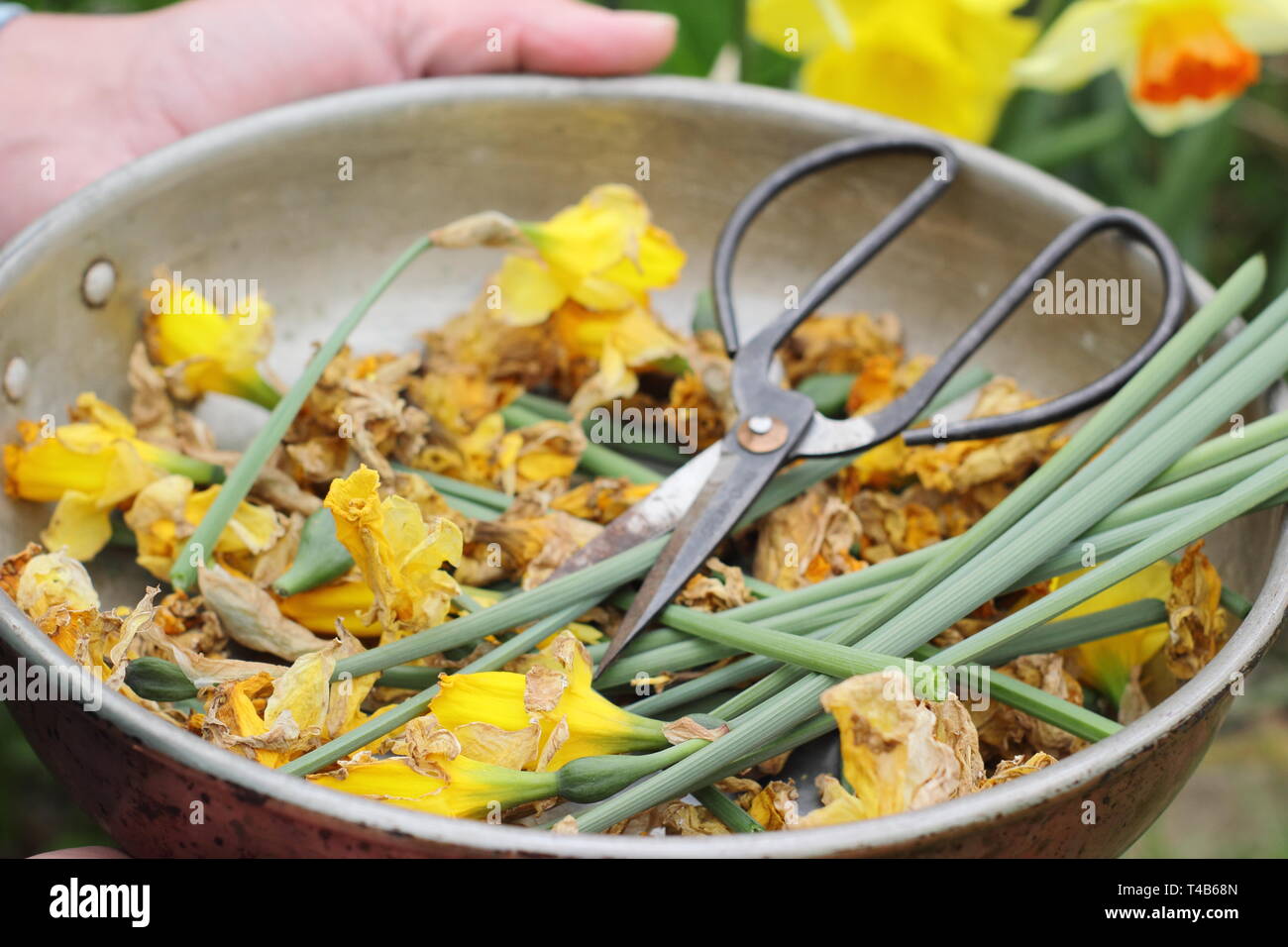 Narcissus. Spent daffodil flowerheads removed by deadheading but