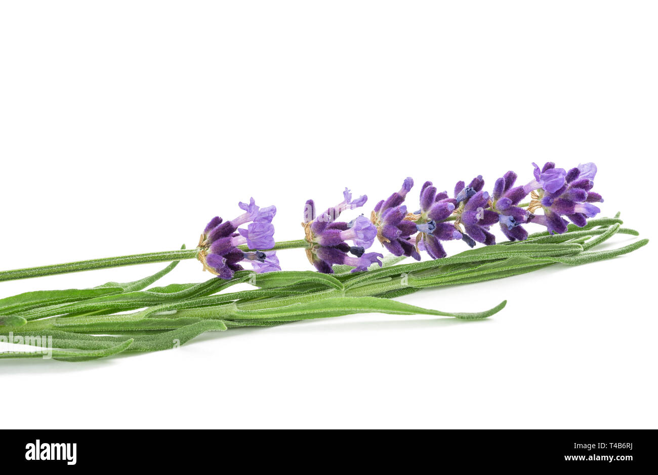 Lavender flower isolated on white background Stock Photo - Alamy