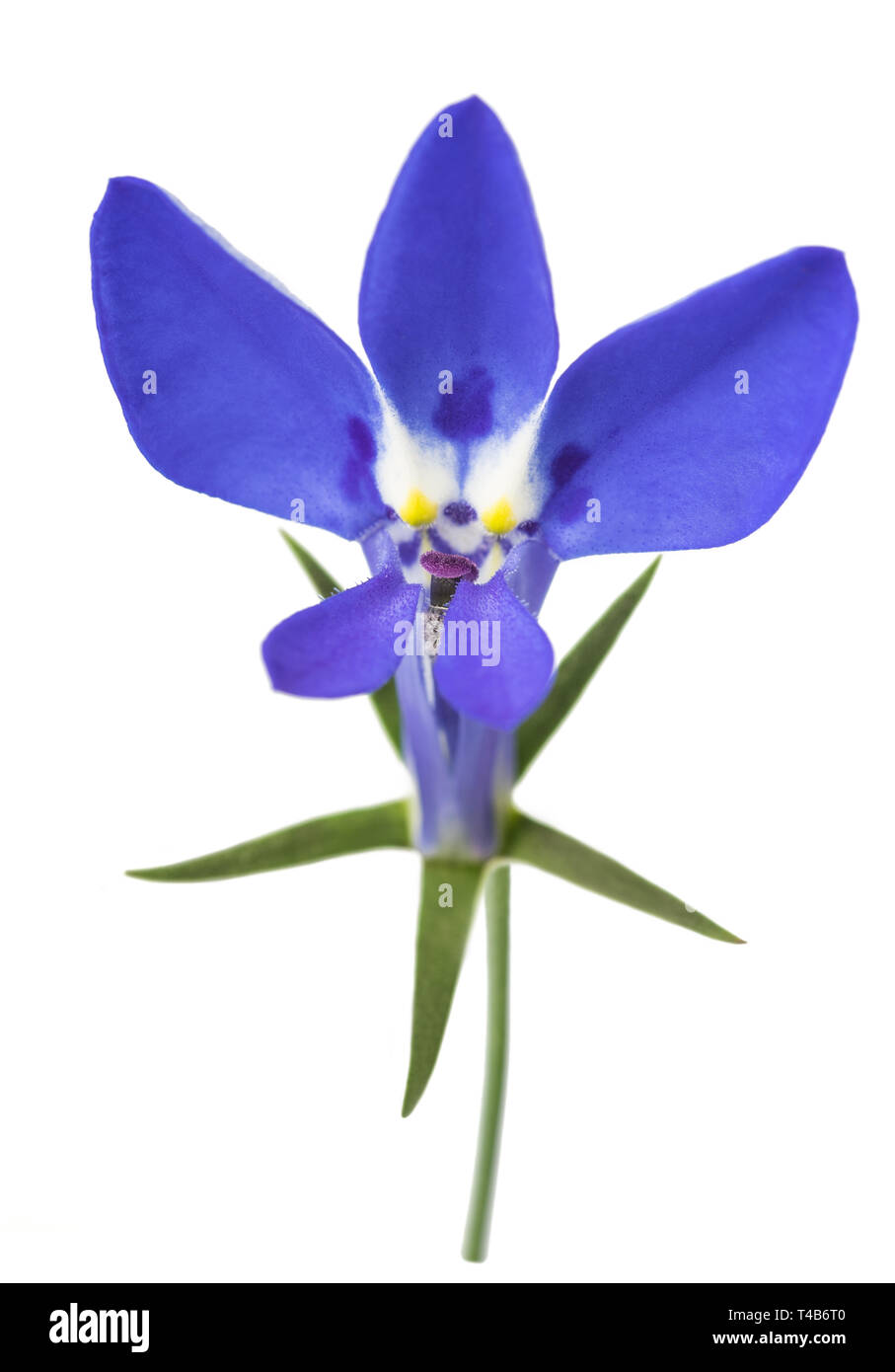 Blue lobelia flower isolated  on a white background. Stock Photo
