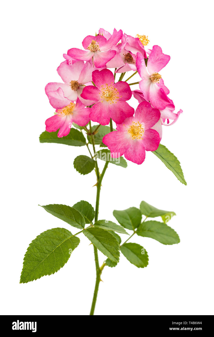 Dog rose flowers isolated on white background Stock Photo - Alamy