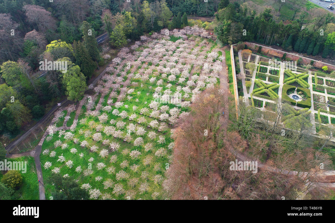 A bird's eye view of the 326 Tai Haku (or Great White Cherry) trees in blossom in The Alnwick Garden in Northumberland. It is thought to be the largest orchard of the trees outside Japan and is in full bloom as the temperatures look set to rise ready for the Easter weekend. Stock Photo