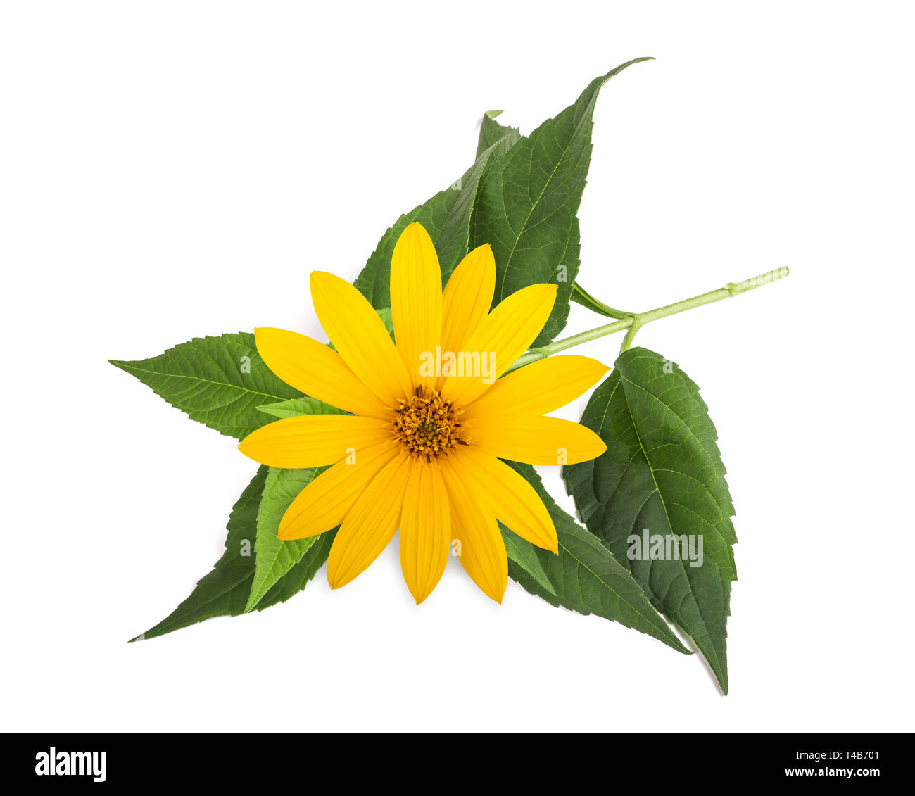 Jerusalem artichoke plant hires stock photography and images Alamy
