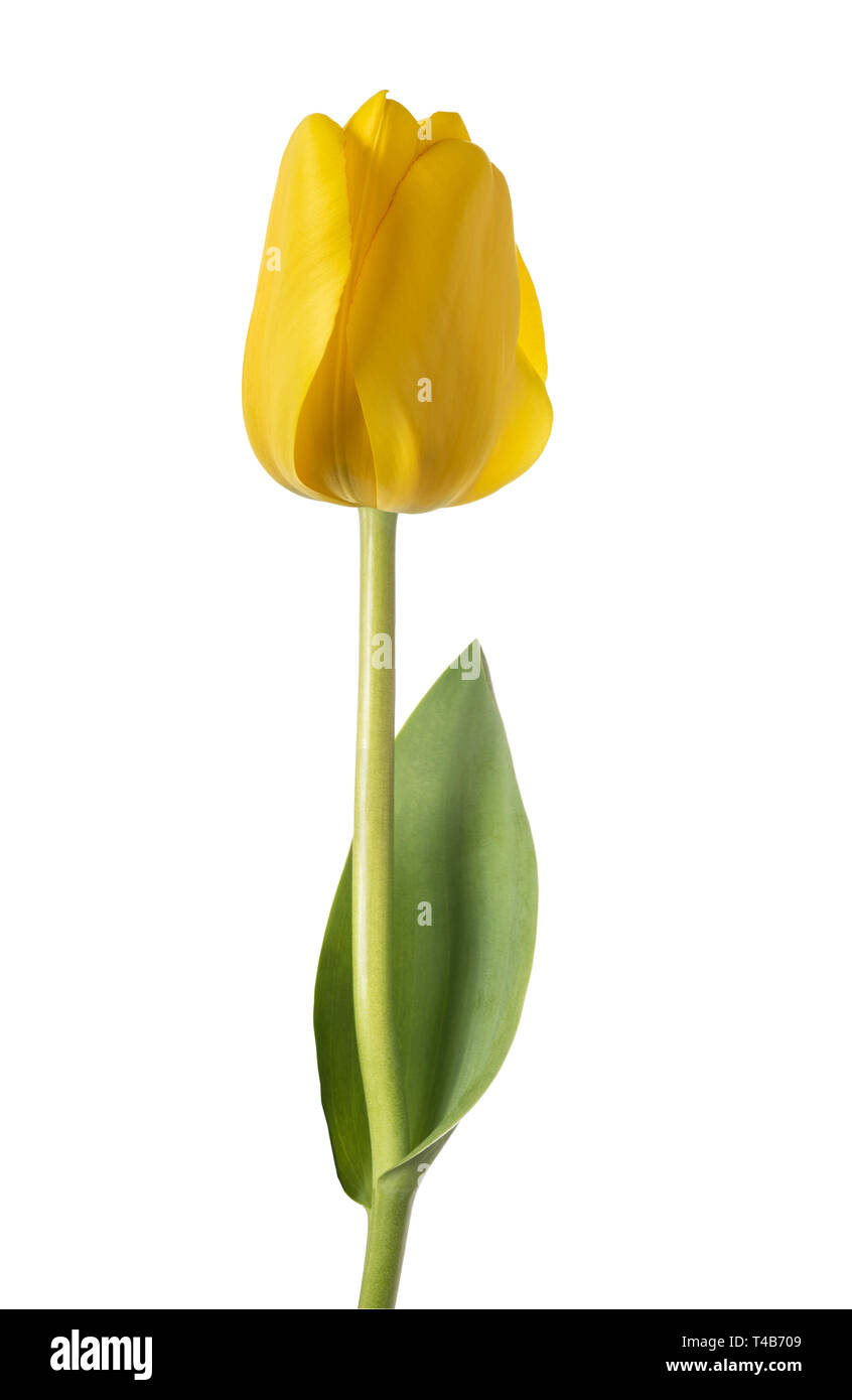 Yellow tulip flower isolated on white background Stock Photo - Alamy