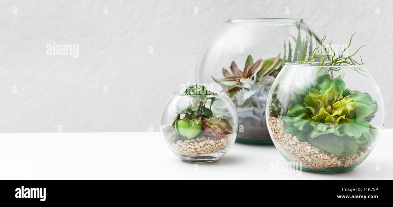 Succulent plants in florarium vases, copy space Stock Photo