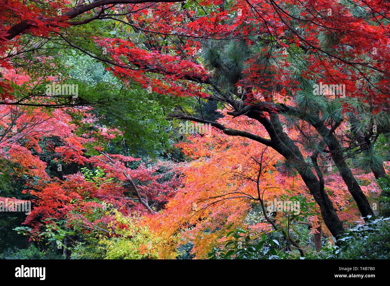 Autumn leaves in Japan - red momiji leaves (maple tree) in Tokyo Shinjuku  Gyoen park Stock Photo - Alamy