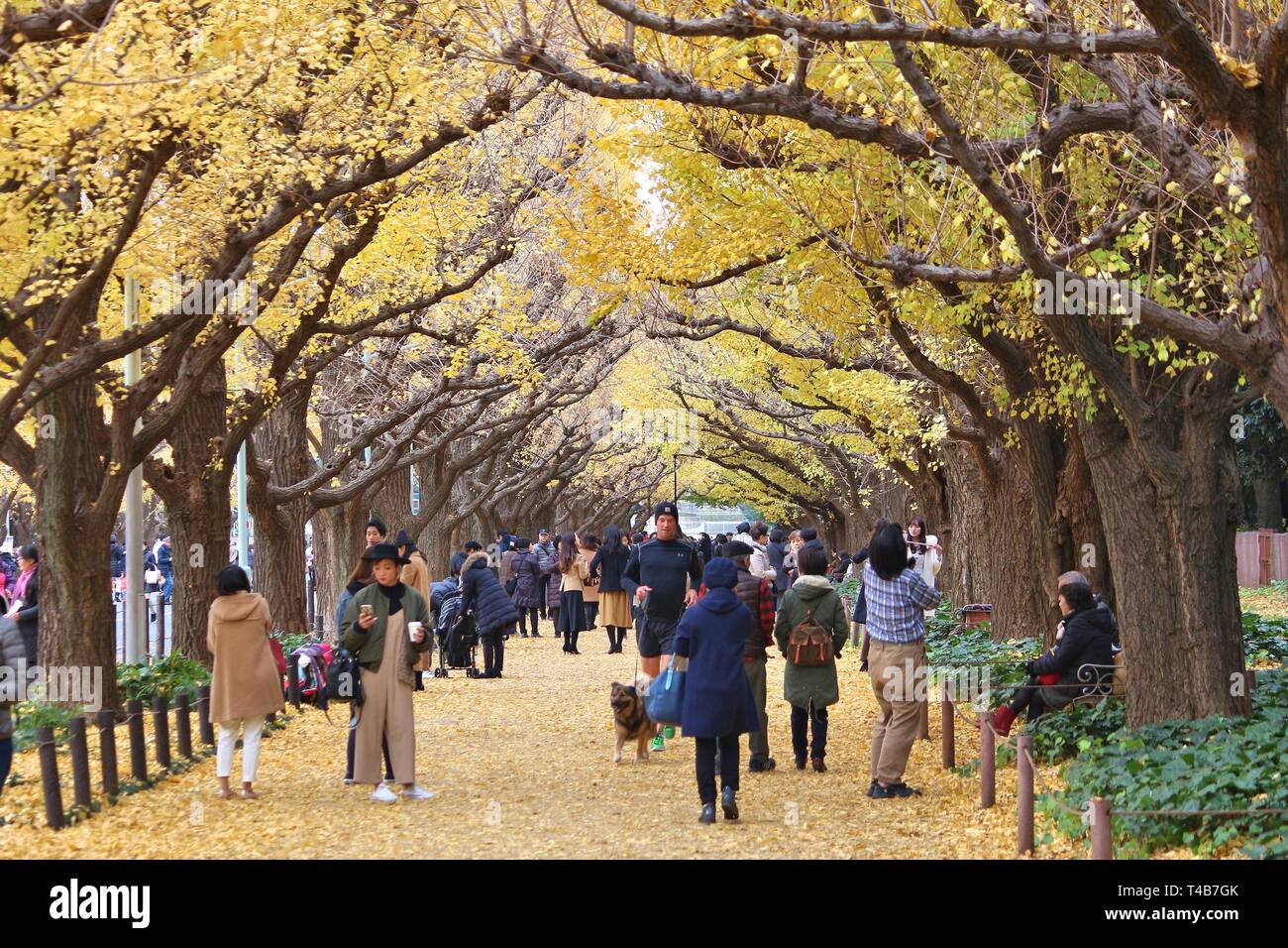 TOKYO, JAPAN NOVEMBER 30, 2016 People visit autumn Ginkgo Avenue in