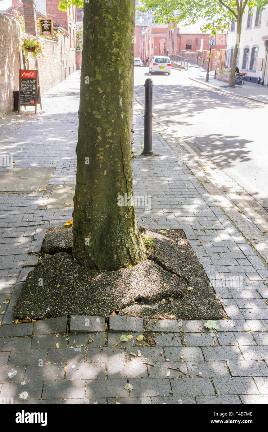 Damage caused by tree roots to pavement in urban environment. Stock Photo