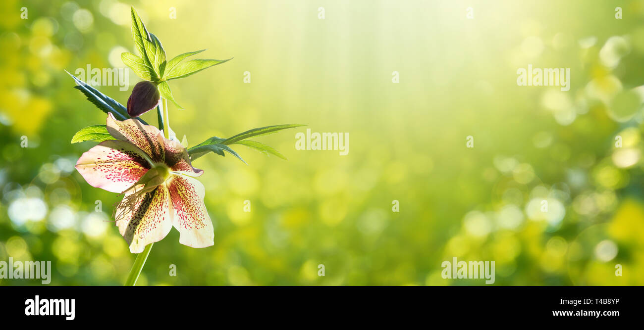 Helleborus orientalis or lenten rose flowering plant on the spring blurred forest horizontal background. Purple spotted pendent flower.  Sun rays shin Stock Photo