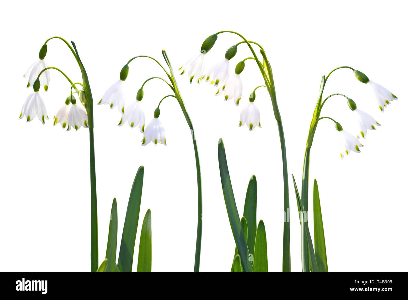Snowdrop or galanthus spring flowers set isolated on white Stock Photo