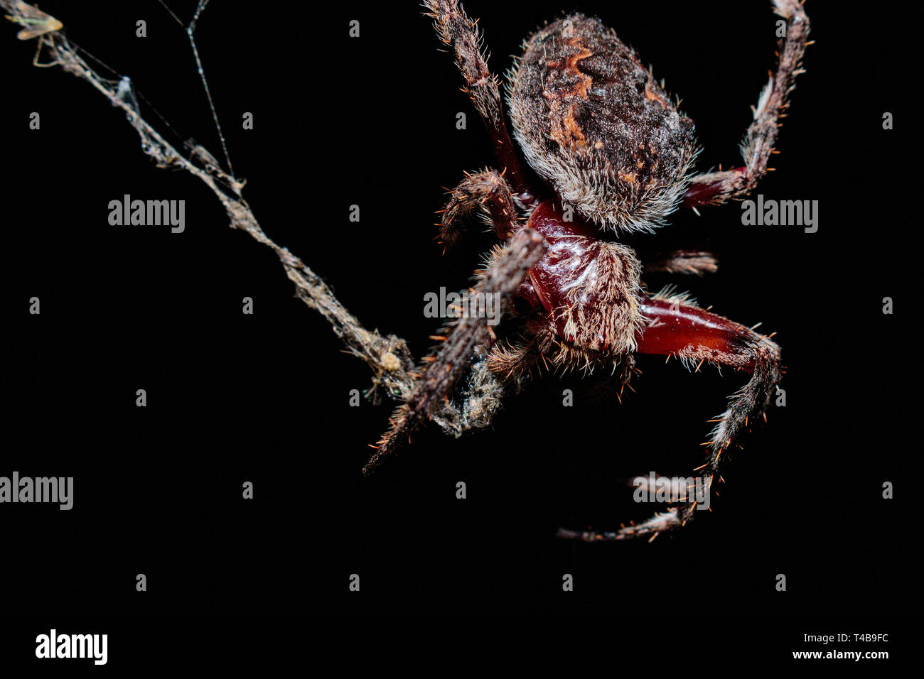 A Female Garden Orb Weaver Spider Wrapping Up Its Food At Red Hill