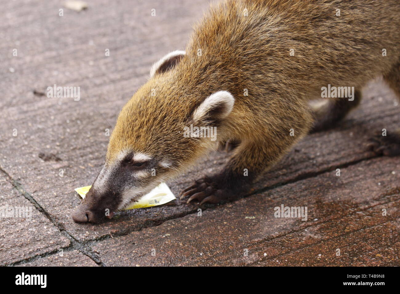 South American Coati, Nasua with long nose and cute expression of face. Brazil Stock Photo