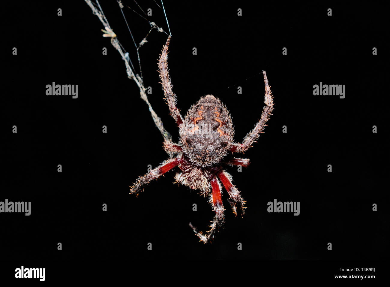A Female Garden Orb Weaver Spider Wrapping Up Its Food At Red Hill