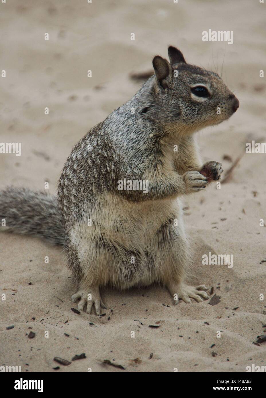 A closeup of a California Ground Squirrel (Otospermophilus beecheyi
