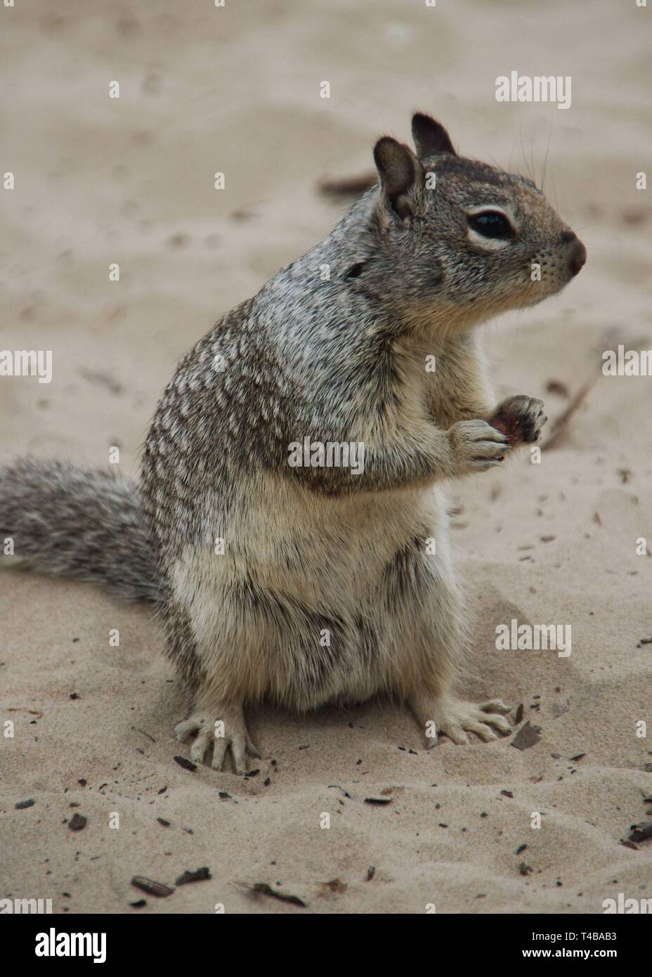 A close-up of a California Ground Squirrel (Otospermophilus beecheyi), also called Beechey ground squirrel, on the sandy beach of Northern California. Stock Photo