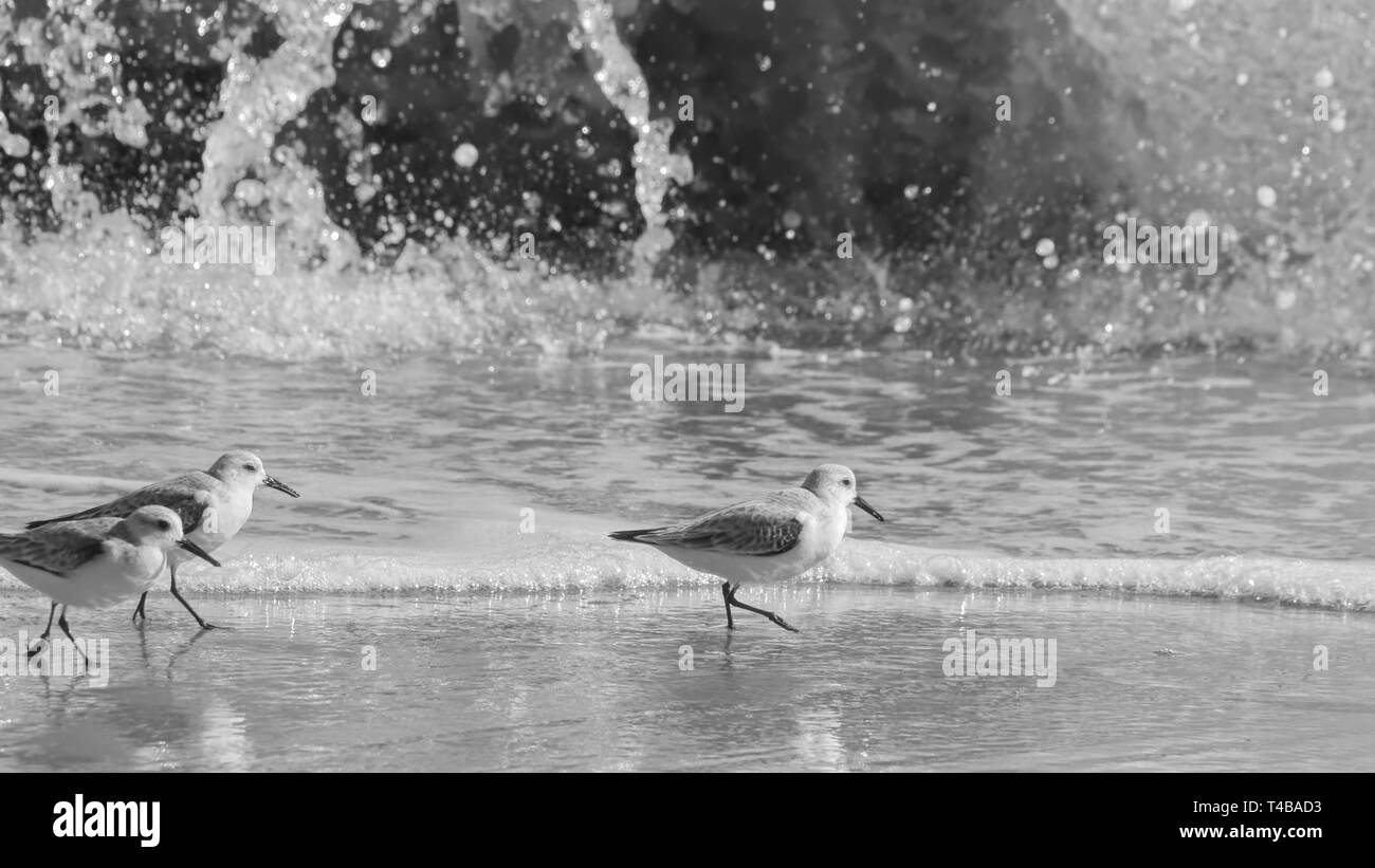 Close up of Western Sandpipers (Calidris mauri) and a nearby wave in theat the beach in black and white. Stock Photo