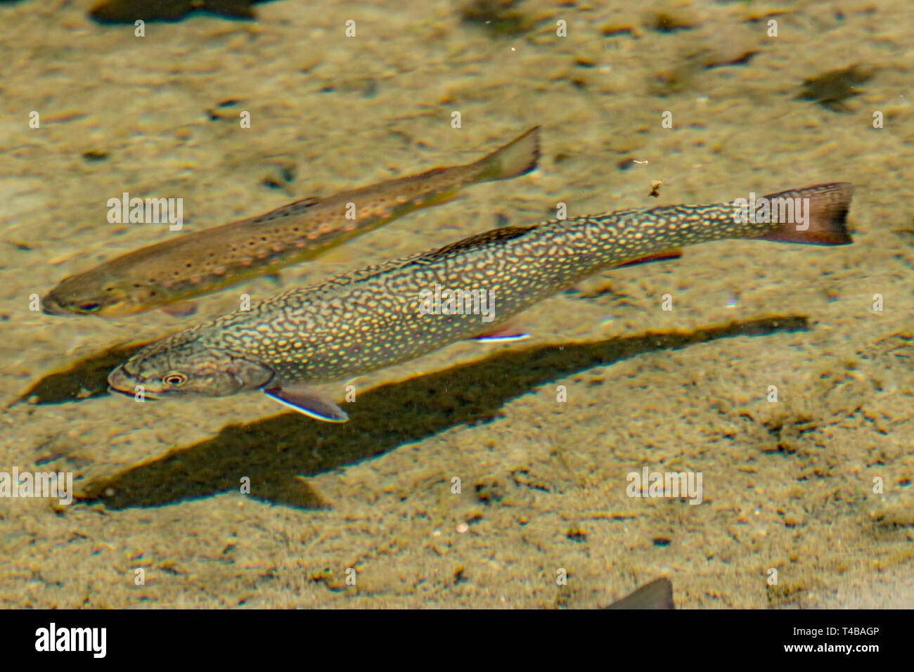 brook trout and river trout, (Salvelinus fontinalis), (Salmo trutta fario) Stock Photo