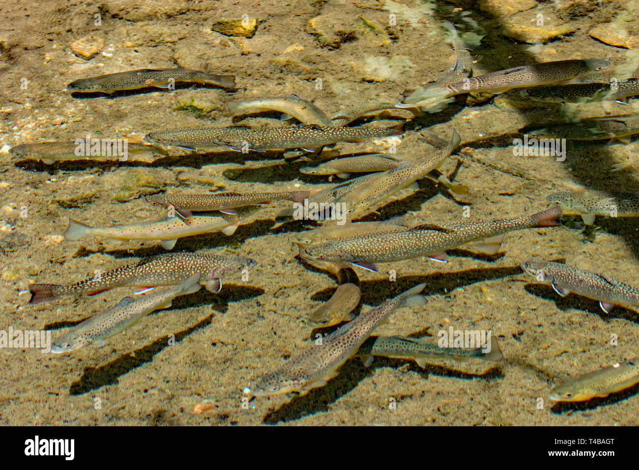 brook trouts and river trouts, (Salvelinus fontinalis), (Salmo trutta fario) Stock Photo