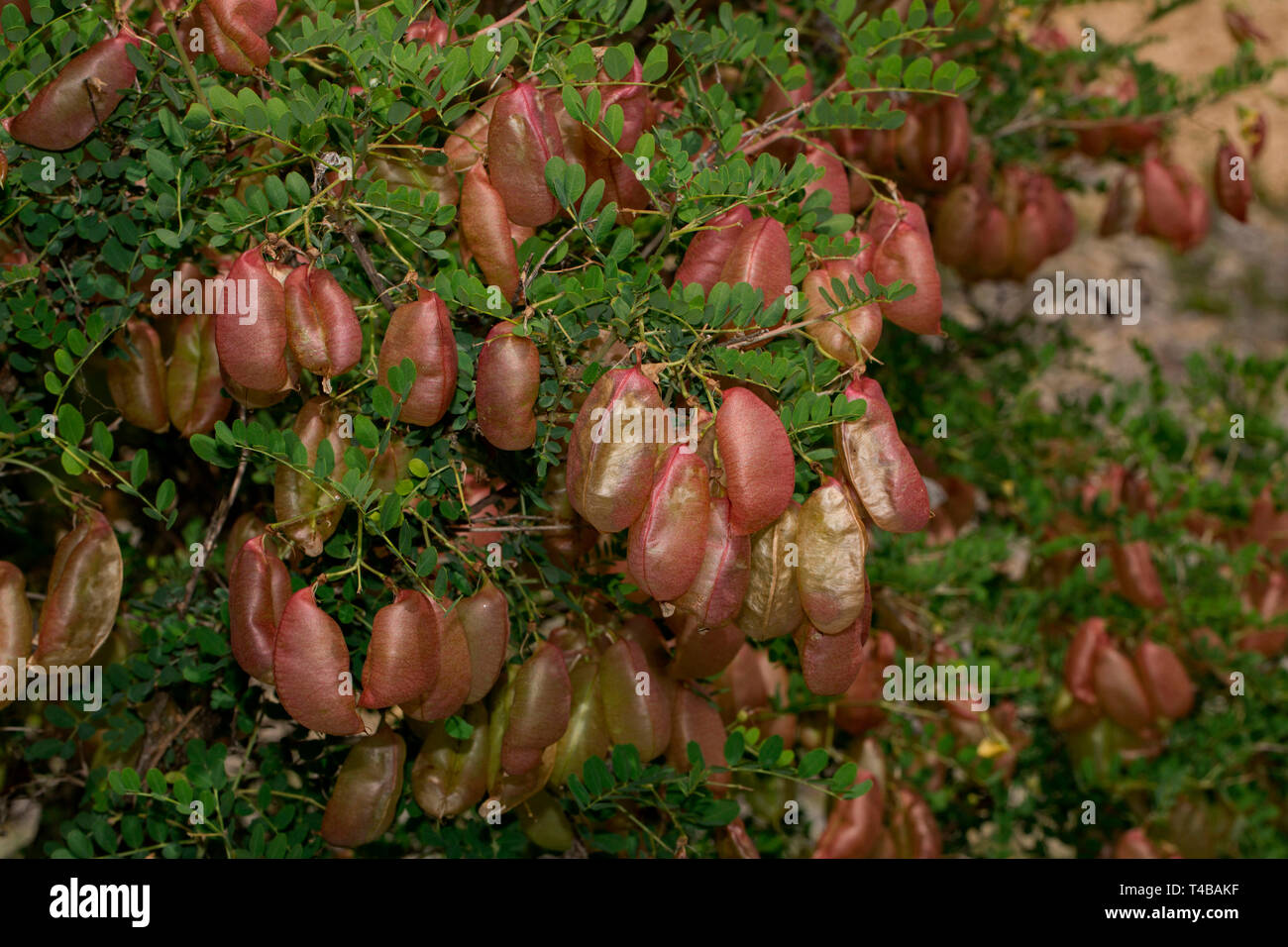 Senna fruit hi-res stock photography and images - Alamy