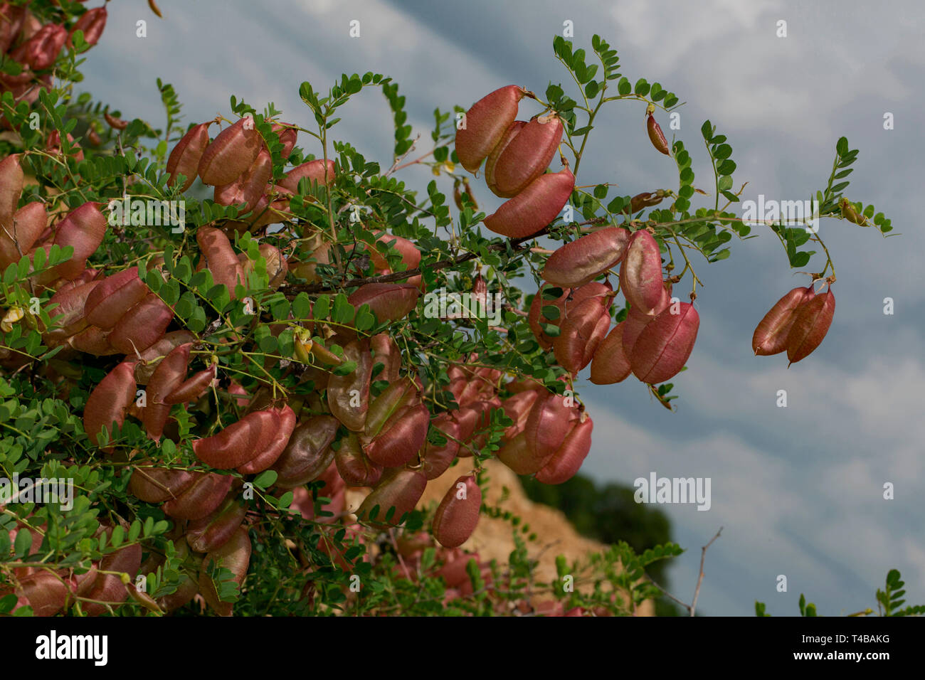 bladder-senna, (Colutea arborescens) Stock Photo