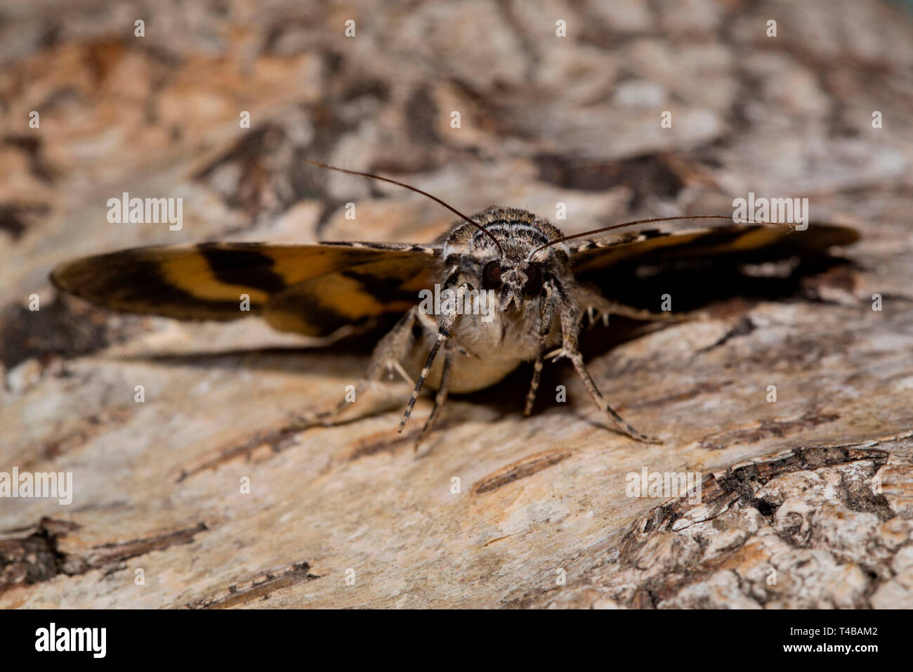 yellow bands underwing, (Catocala fulminea) Stock Photo