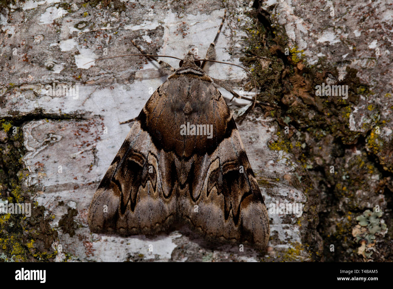 yellow bands underwing, (Catocala fulminea) Stock Photo