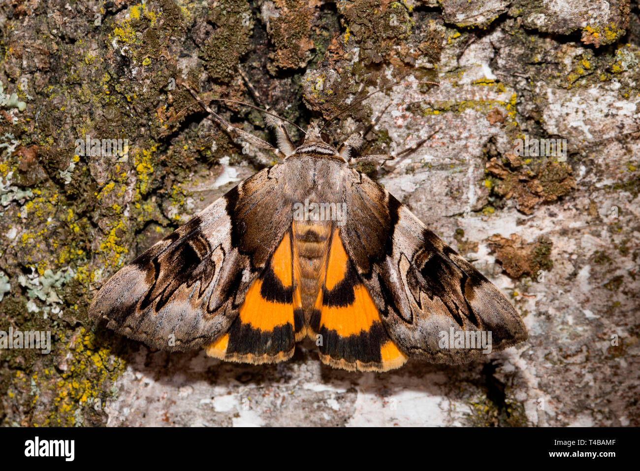 yellow bands underwing, (Catocala fulminea) Stock Photo