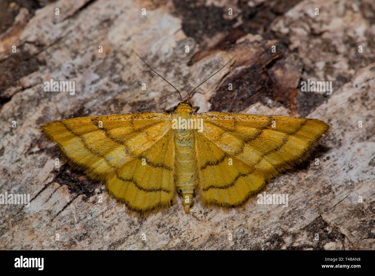 Golden-yellow Wave Moth, (Idaea aureolaria) Stock Photo