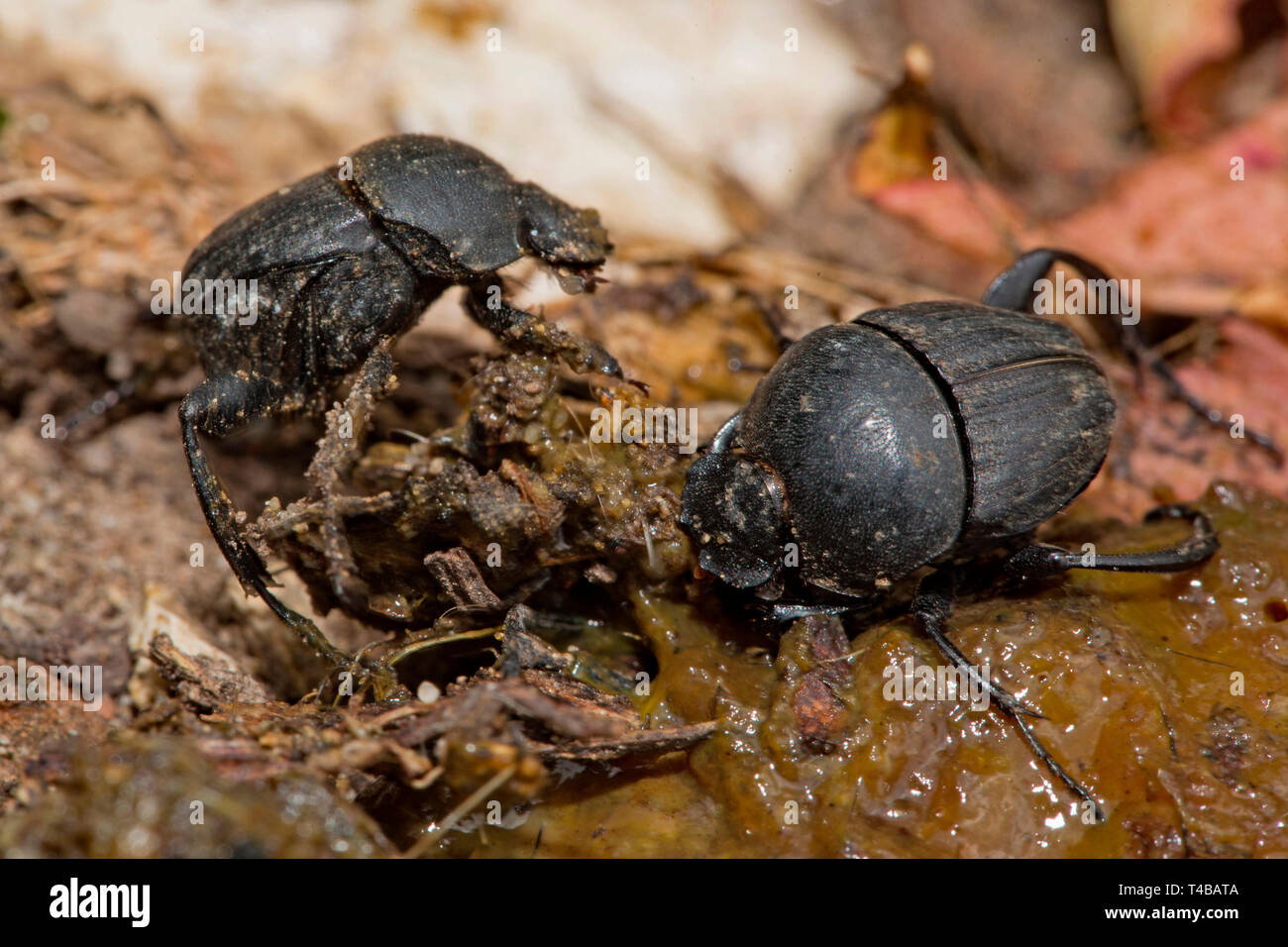 scarab beetle, (Sisyphus schaefferi) Stock Photo