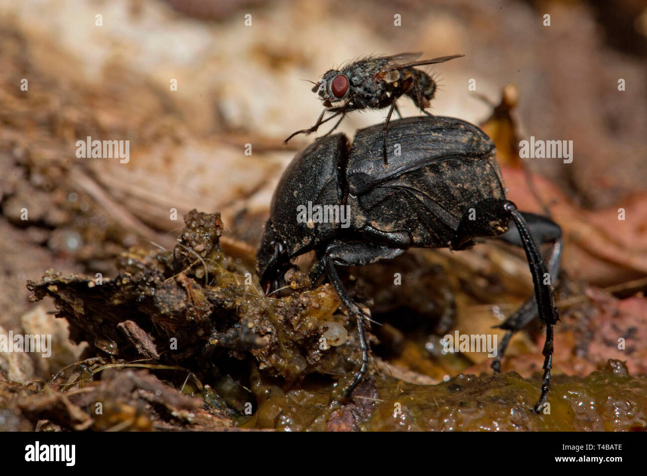 scarab beetle, (Sisyphus schaefferi) Stock Photo