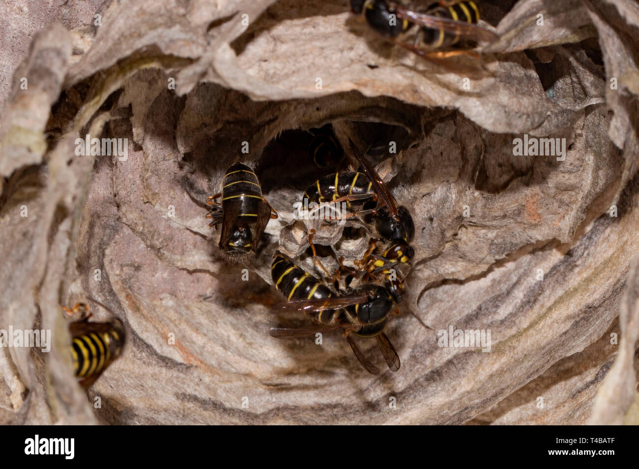 median wasps, (Dolichovespula media) Stock Photo