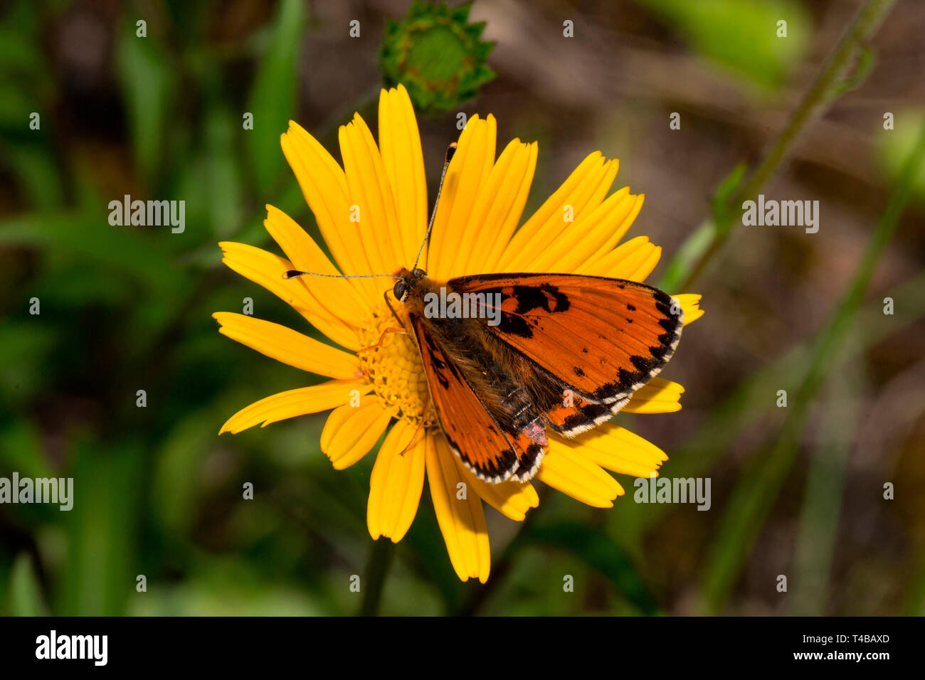 spotted fritillary, male, maculation abnormal, (Melitaea didyma) Stock Photo