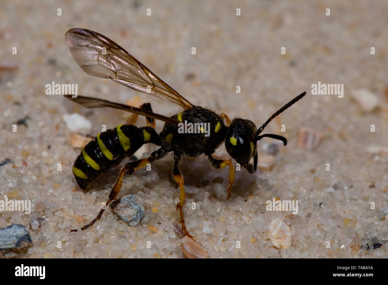 Sand Tailed Digger Wasp, (Cerceris arenaria) Stock Photo