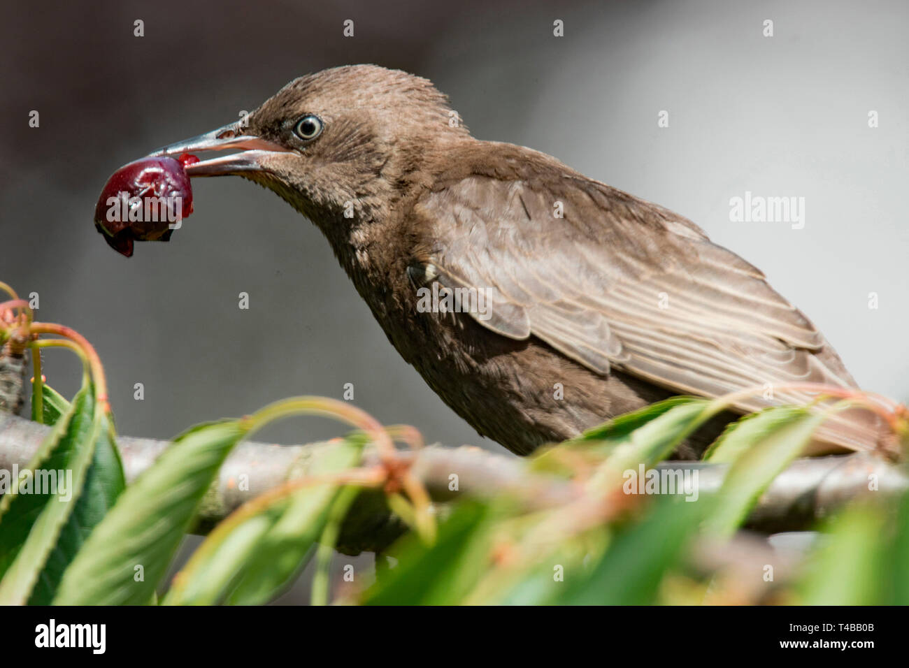 common starling, young, with cherry, (Sturnus vulgaris) Stock Photo