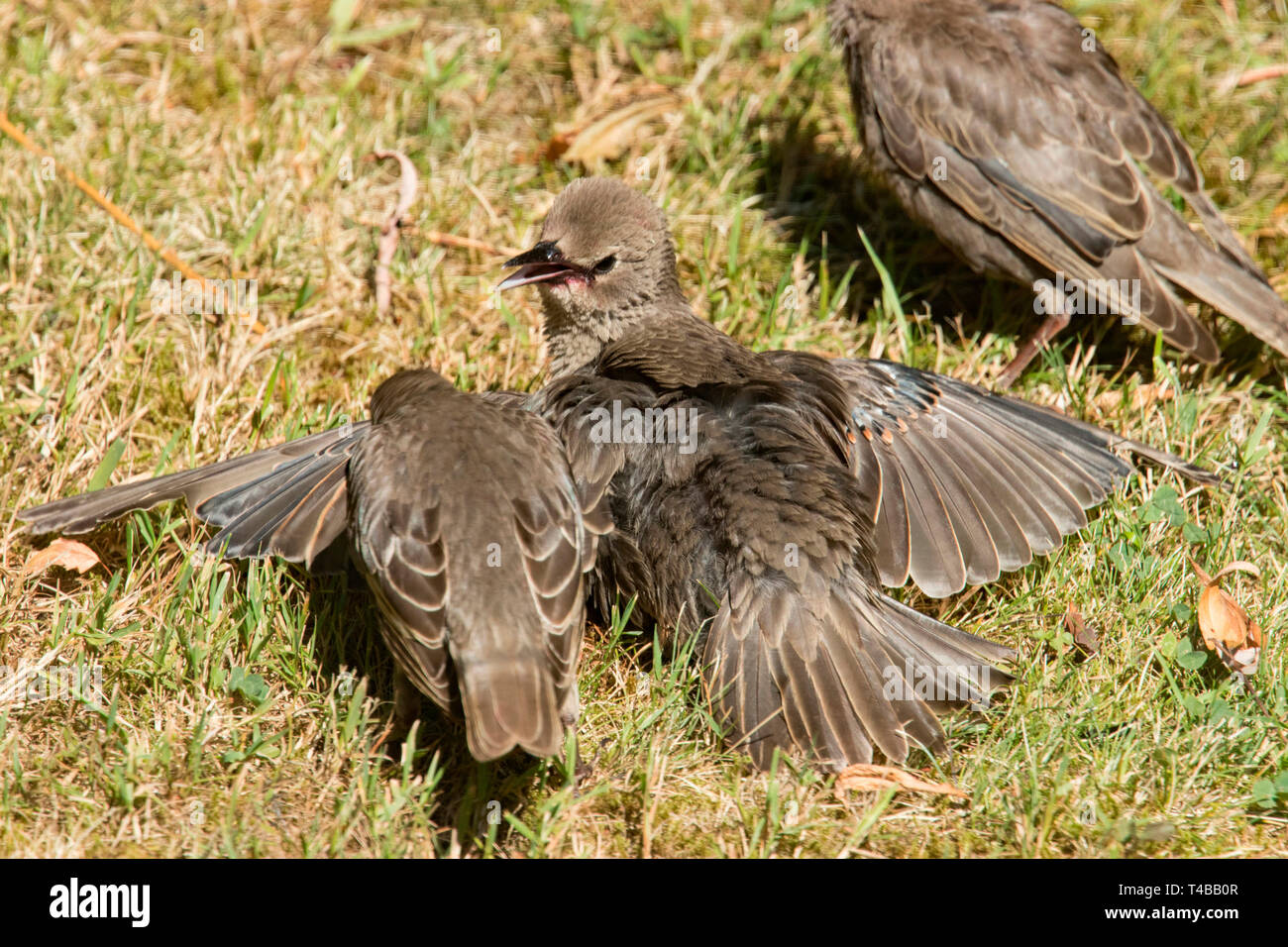 common starlings, (Sturnus vulgaris) Stock Photo
