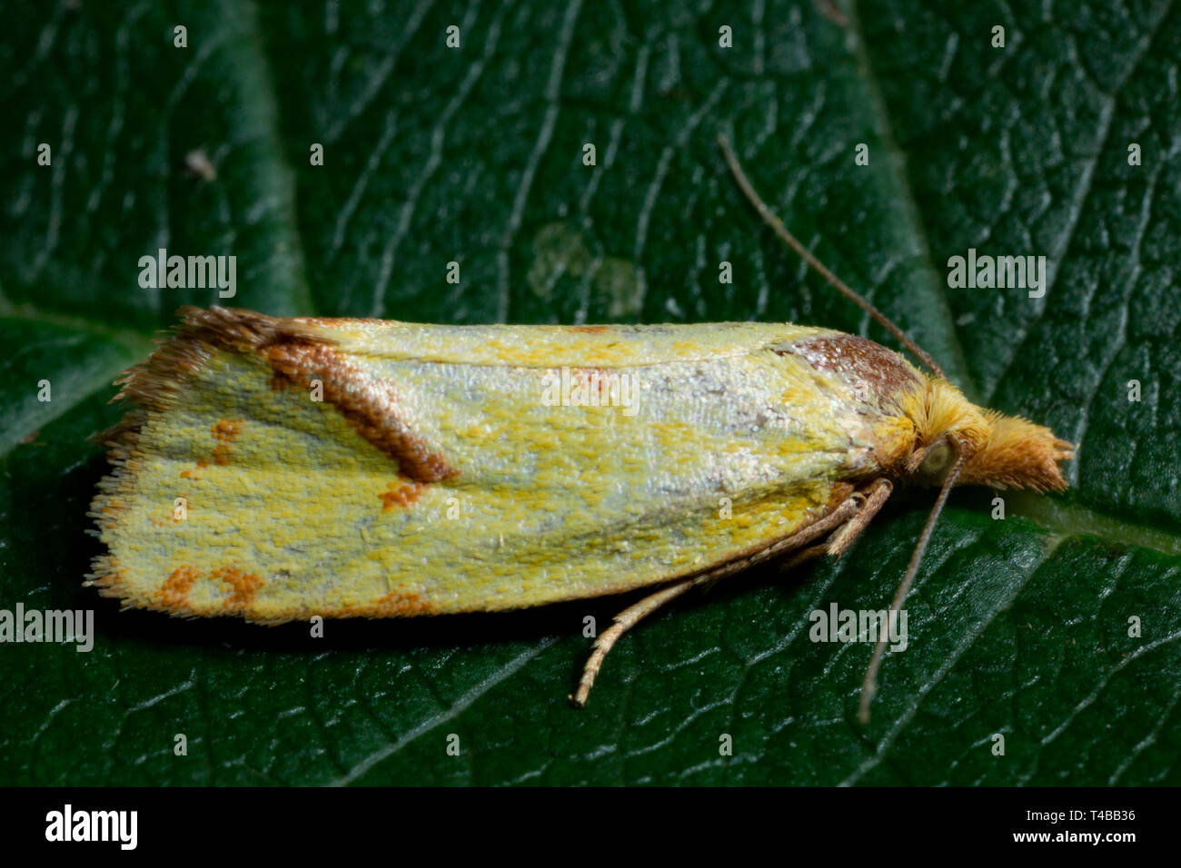 Hook-marked Straw Moth, (Agapeta hamana) Stock Photo