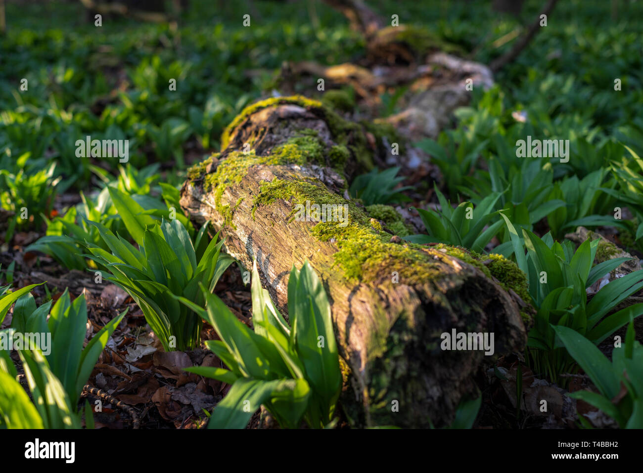 Bärlauch, Allium ursinum, und Baumstamm; Frühling im Auwald Leipzig Stock Photo